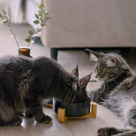 MISKA NA KRMIVO A VODU PRO ZVÍŘATA BÍLÁ 331579