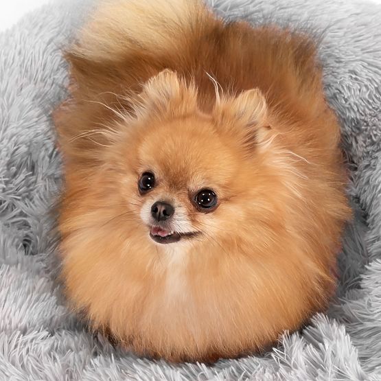 PELÍŠEK PRO PSA KOČKU PJ-013 SVĚTLE ŠEDÝ M