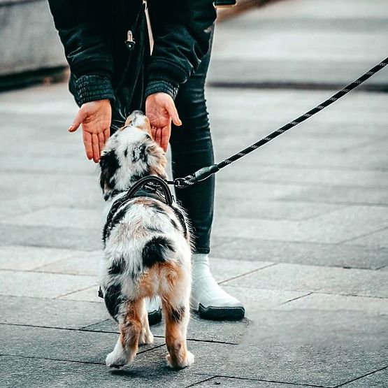 Reflexní vodítko a obojek pro psa PJ-035 červený