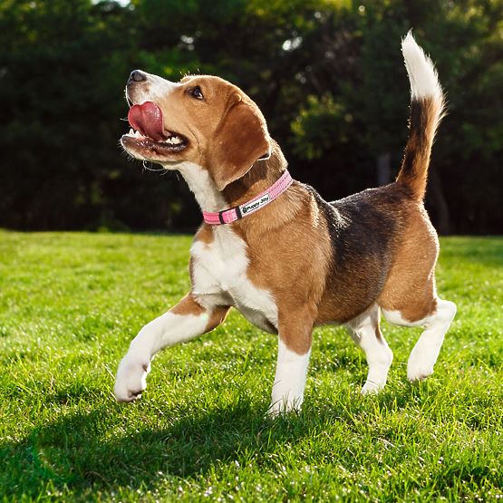 Reflexní vodítko a obojek pro psa PJ-036 Růžová