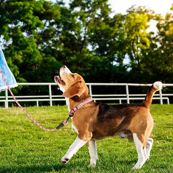 Reflexní vodítko a obojek pro psa PJ-036 Růžová