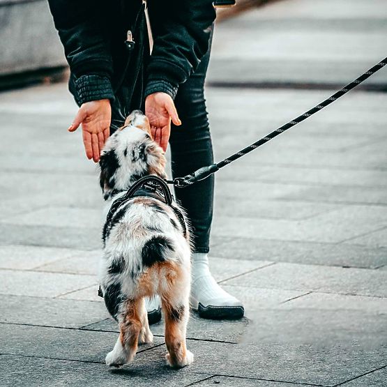 Reflexní vodítko a obojek pro psa PJ-036 Růžová