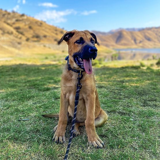 Reflexní vodítko a obojek pro psa PJ-091 černá