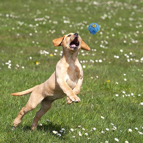 Sada 10 hraček pro psy BALTO přetahovadla