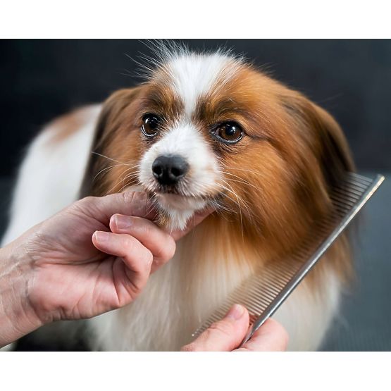 Sada nůžek pro zvířata GROMMY pro psa a kočku