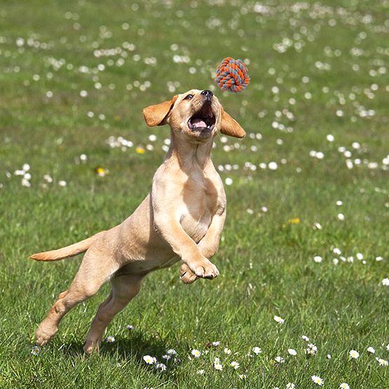 Sada přetahovacích hraček pro psy SPANKY 5 kusů