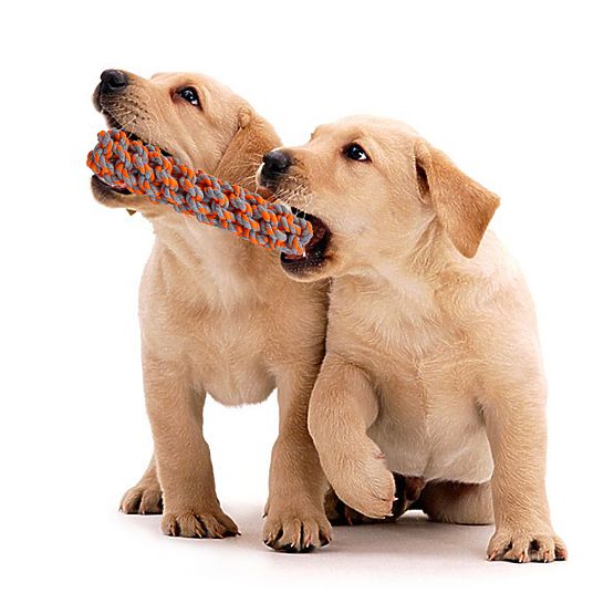 Sada přetahovacích hraček pro psy SPANKY 5 kusů