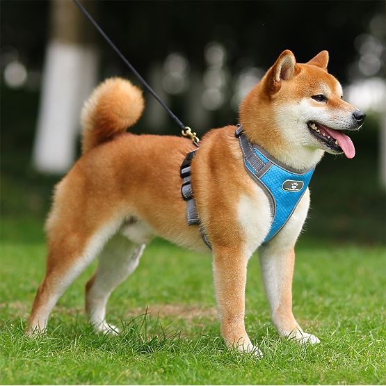 Tréninkový postroj pro psa ASTRO modrý velikost XL