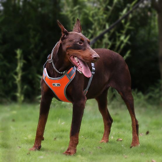 Tréninkový postroj pro psa ASTRO oranžový velikost L
