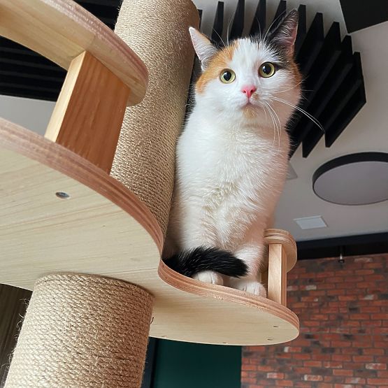 Velký škrabadlo pro kočky Béžový 255-265cm P70503