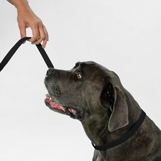 Vodítko a obojek pro psa PJ-067 černá S