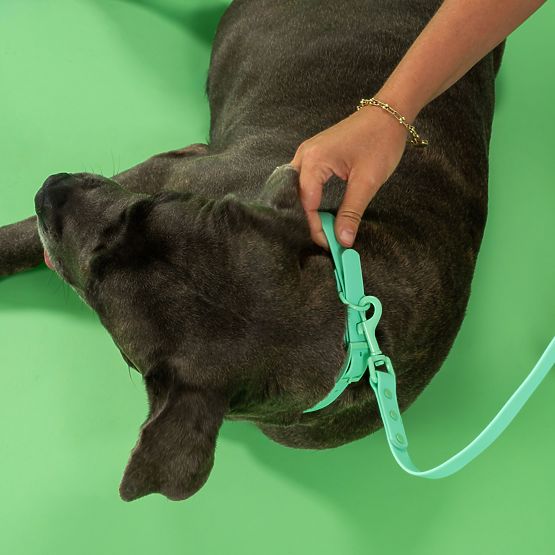 Vodítko a obojek pro psa PJ-069 zelený S