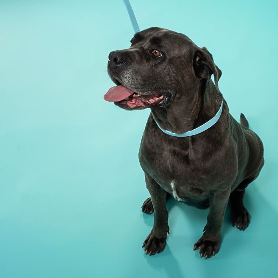 Vodítko a obojek pro psa PJ-070 modrá S