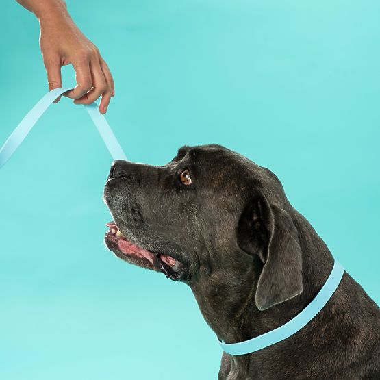 Vodítko a obojek pro psa PJ-070 modrá S