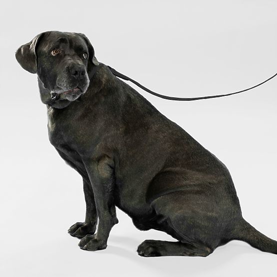 Vodítko a obojek pro psa PJ-071 černá M