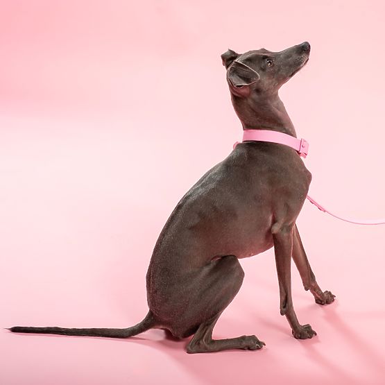 Vodítko a obojek pro psa PJ-072 růžová M