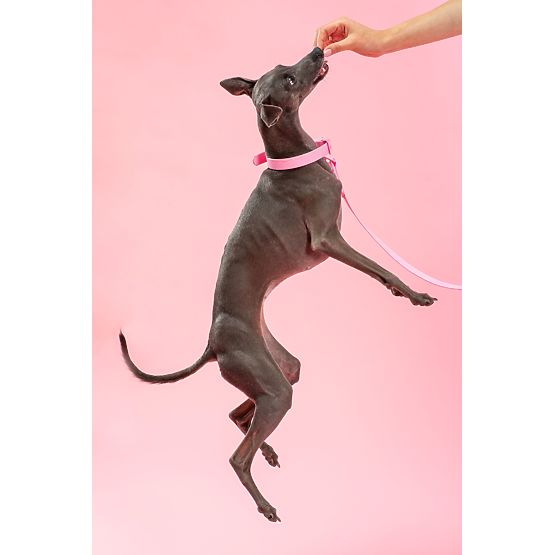 Vodítko a obojek pro psa PJ-072 růžová M