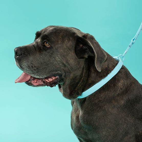 Vodítko a obojek pro psa PJ-074 modrý M