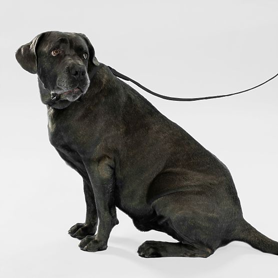 Vodítko a obojek pro psa PJ-075 černá L