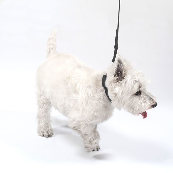 Vodítko a obojek pro psa PJ-075 černá L