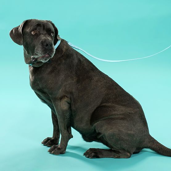 Vodítko a obojek pro psa PJ-078 modrá L