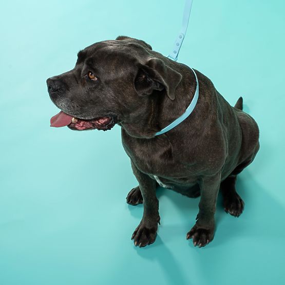 Vodítko a obojek pro psa PJ-078 modrá L