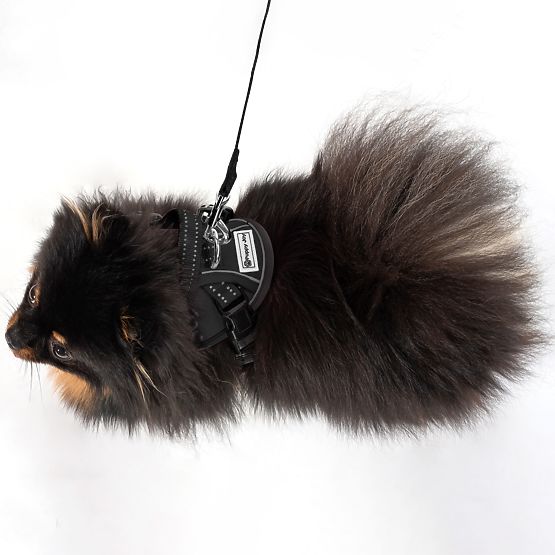 Vodítko a postroj pro psa PJ-047 černá XS