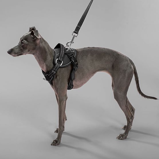 Vodítko a postroj pro psa PJ-051 černá S