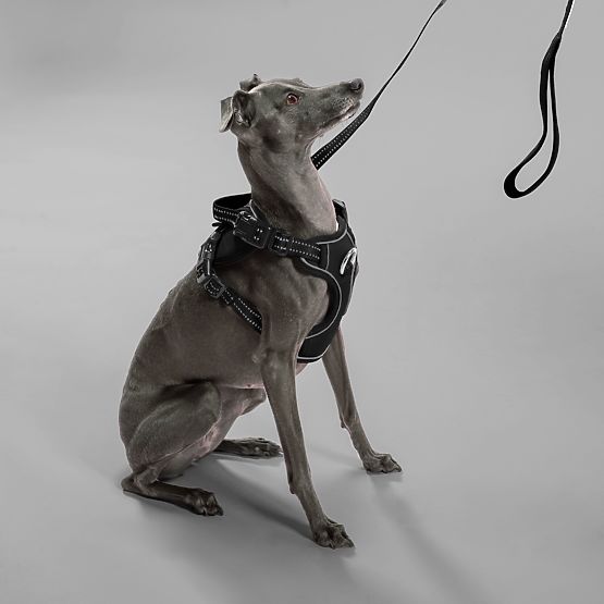 Vodítko a postroj pro psa PJ-051 černá S