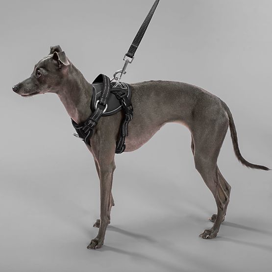 Vodítko a postroj pro psa PJ-055 černá M