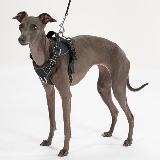 Vodítko a postroj pro psa PJ-055 černá M