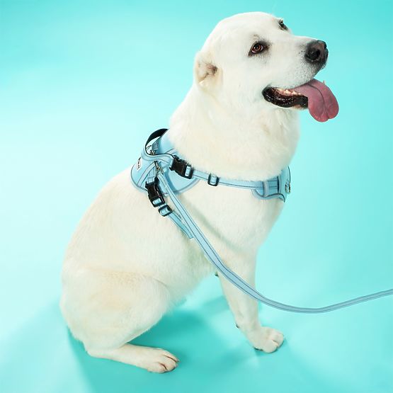 Vodítko a postroj pro psa PJ-066 modrá XL