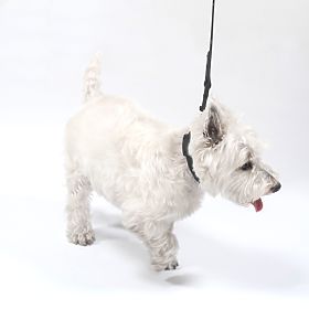 Vodítko a obojek pro psa PJ-067 černá S