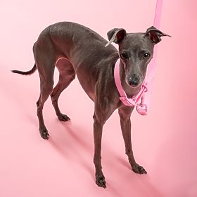 Vodítko a obojek pro psa PJ-072 růžová M