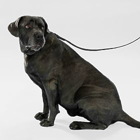 Vodítko a obojek pro psa PJ-075 černá L